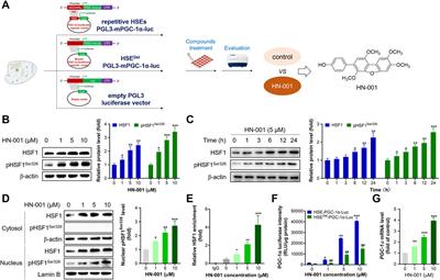 Marine fungus Aspergillus c1. sp metabolite activates the HSF1/PGC-1α axis, inducing a thermogenic program for treating obesity